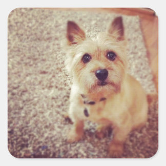 Hund Quadratischer Aufkleber