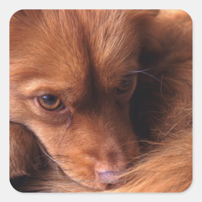 Hund Quadratischer Aufkleber (Vorderseite)