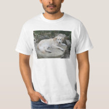 Hund ruht auf einem Felsen