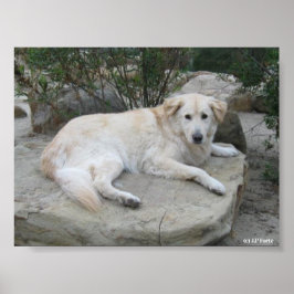 Hund ruht sich auf einem Felsen aus Poster