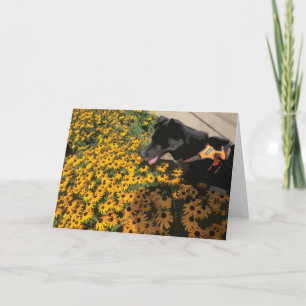 Hund schauen Blume Schwarze Augen Susan Daisy Karte