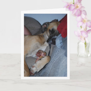 Hund schlafend mit Knochen Karte