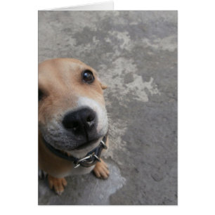 Hund sehen SUPER niedlich!!!