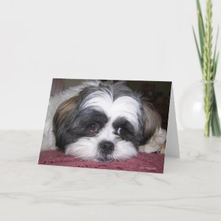 Hund Shih Tzu Karte