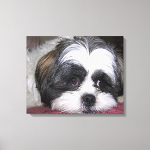 Hund Shih Tzu Leinwanddruck