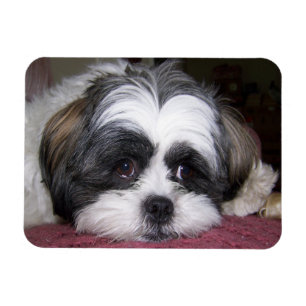 Hund Shih Tzu Magnet