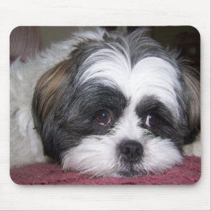 Hund Shih Tzu Mousepad