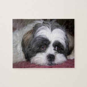 Hund Shih Tzu Puzzle