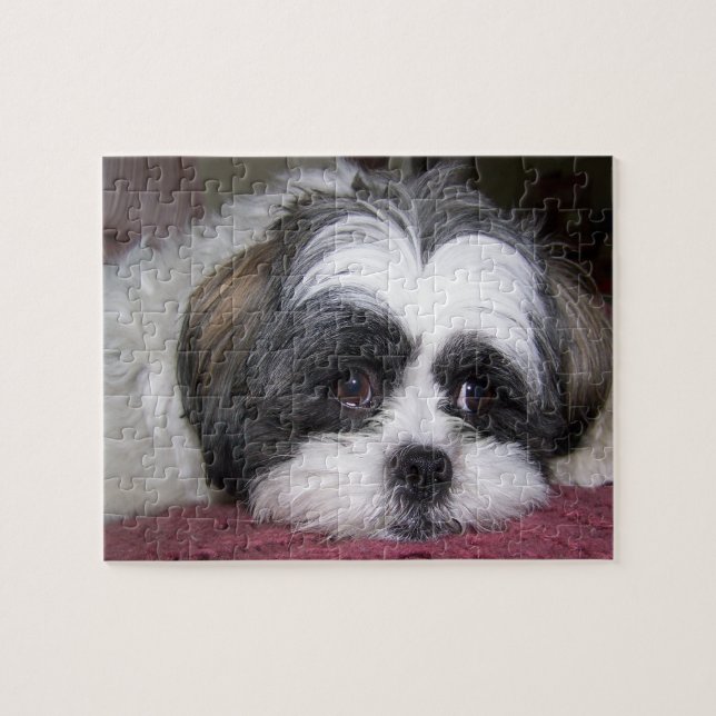 Hund Shih Tzu Puzzle (Horizontal)