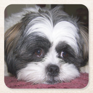 Hund Shih Tzu Rechteckiger Pappuntersetzer