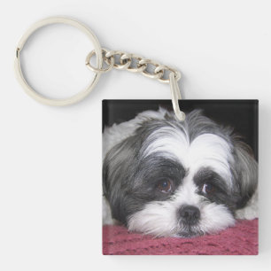 Hund Shih Tzu Schlüsselanhänger