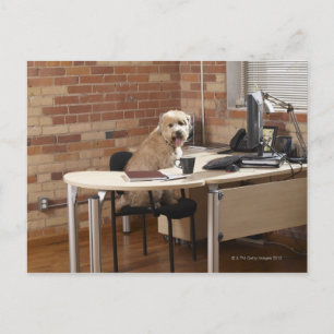 Hund sitzend am Schreibtisch Postkarte