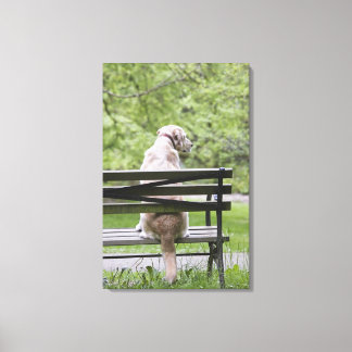 Hund sitzt auf Parkbank Leinwanddruck
