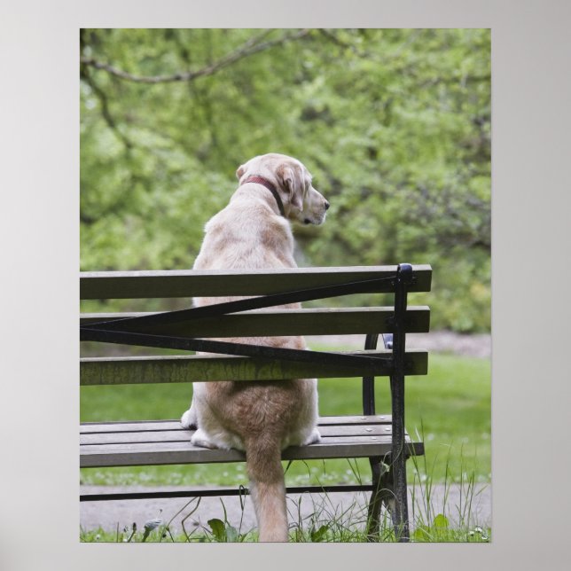 Hund sitzt auf Parkbank Poster (Vorne)