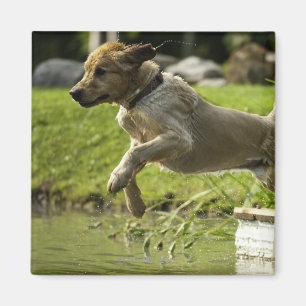 Hund springt in Teich Magnet