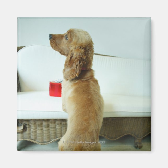 Hund stehend auf einem Sofa mit Geschenk Magnet (Vorne)