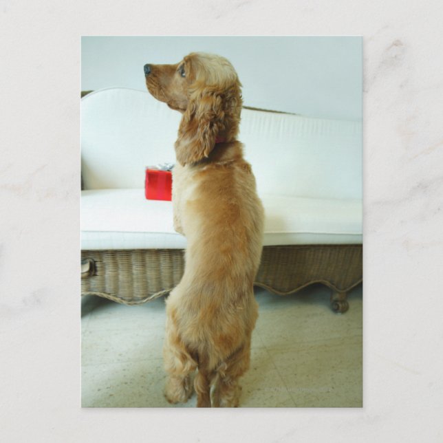 Hund stehend auf einem Sofa mit Geschenk Postkarte (Vorderseite)