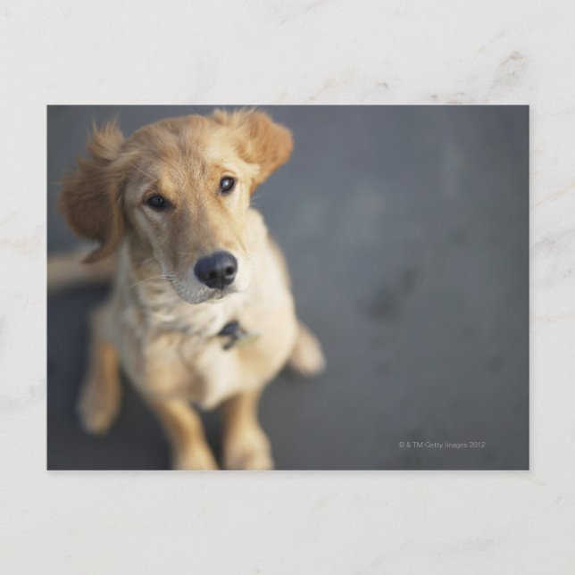 Hund sucht nach oben postkarte (Vorderseite)