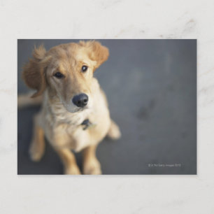 Hund sucht nach oben postkarte