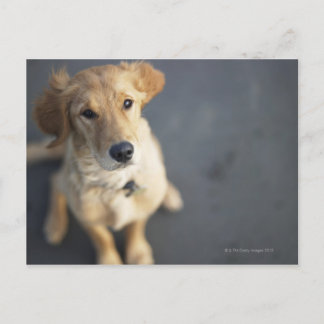 Hund sucht nach oben postkarte