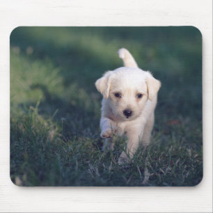 Hund, Tier, Natur Mousepad