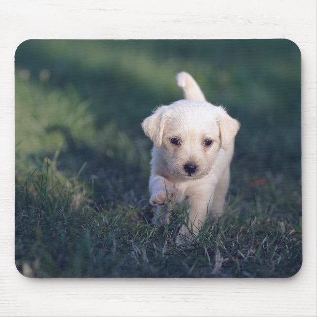 Hund, Tier, Natur Mousepad (Vorne)