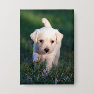 Hund, Tier, Welpe Button