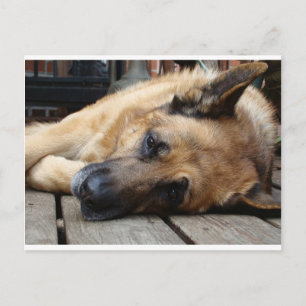 Hund Tired Postkarte