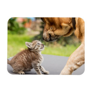 Hund u. Katze Getty Bild- in der Liebe Magnet