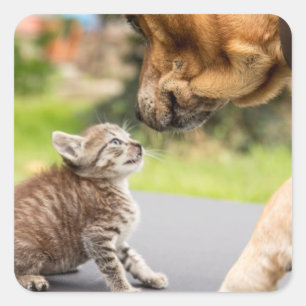 Hund u. Katze Getty Bild- in der Liebe Quadratischer Aufkleber
