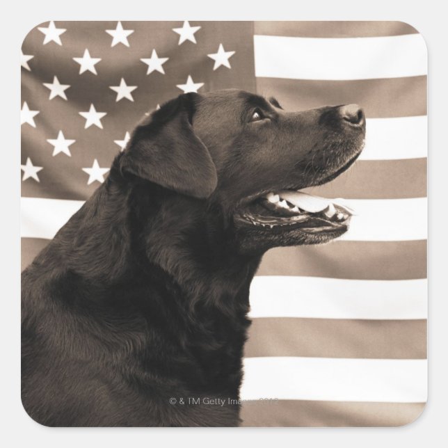 Hund und amerikanische Flagge Quadratischer Aufkleber (Vorderseite)