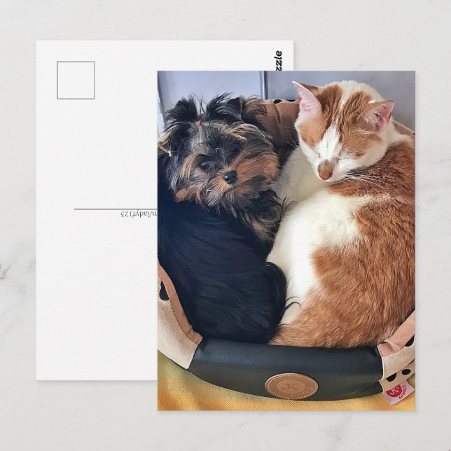 Hund und Katze, Postübergang Postkarte (Vorne/Hinten)