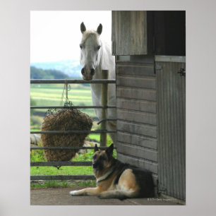 Hund und Pferd an der Ranch in Menton, Frankreich Poster