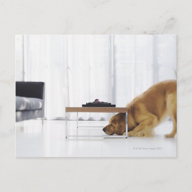 Hund und Tabelle Postkarte (Vorderseite)