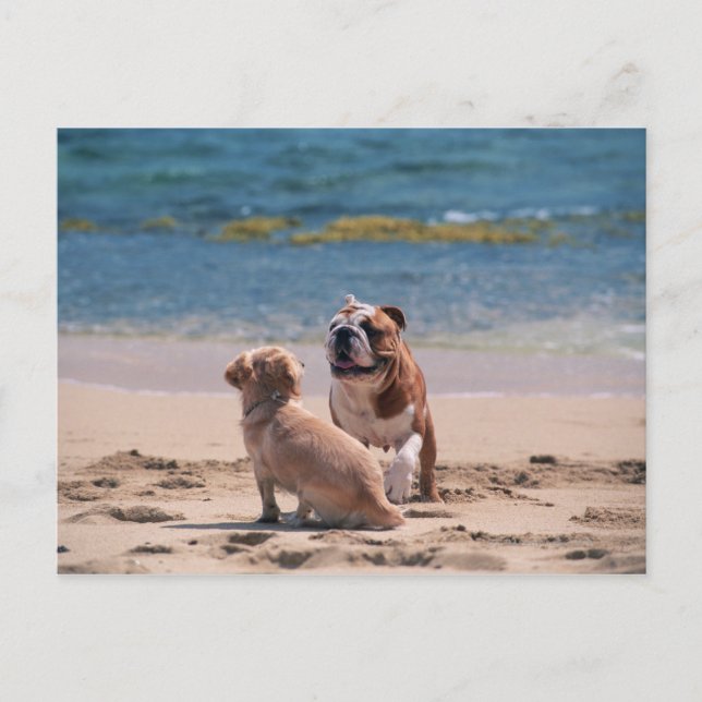 Hund von Sandy Beach Postkarte (Vorderseite)