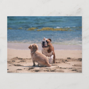 Hund von Sandy Beach Postkarte