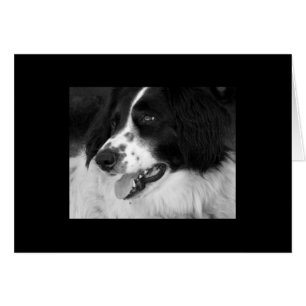 Hund Wartete mit Spannung