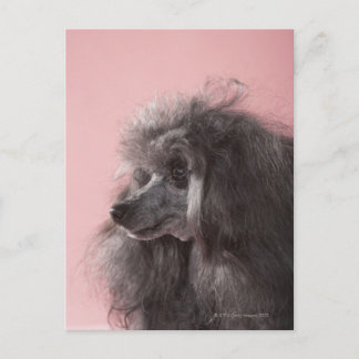 Hund wegschauend postkarte