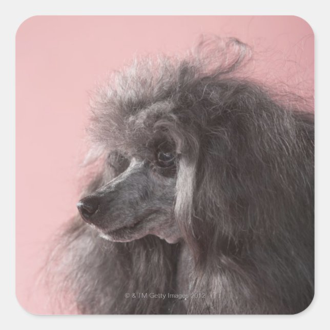 Hund wegschauend quadratischer aufkleber (Vorderseite)