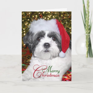 Hund WeihnachtsShih Tzu Feiertagskarte