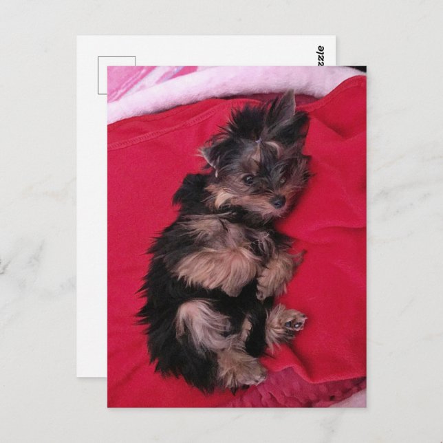 Hund, Yorkshire Terrier, Postcross Postcard Postkarte (Vorne/Hinten)
