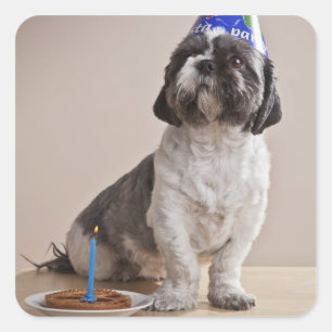 Hund zum Geburtstag Quadratischer Aufkleber