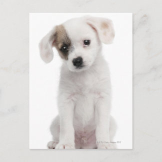 Hündchen (2 Monate alt) Postkarte