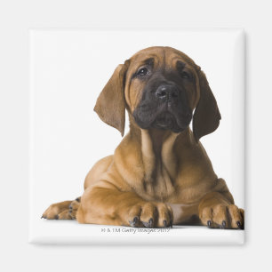 Hündchen Magnet