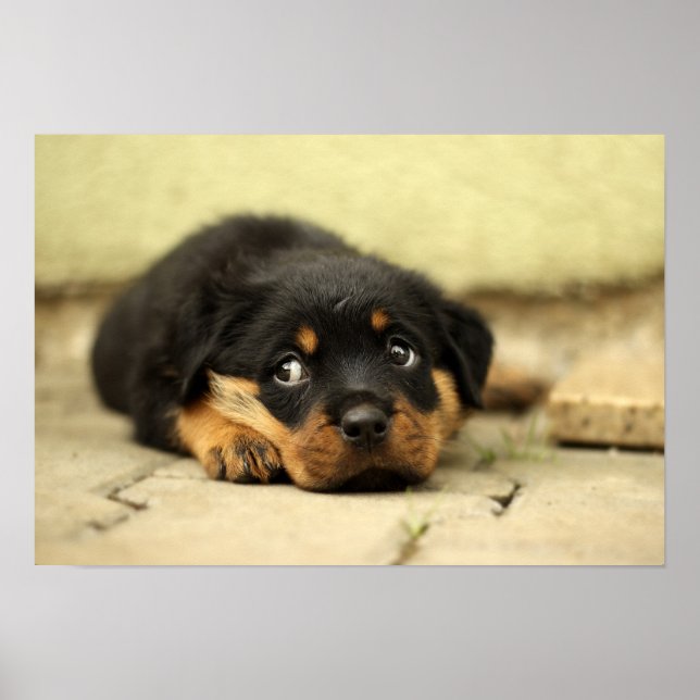 Hündchen Poster (Vorne)