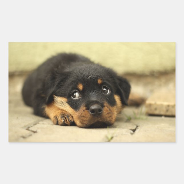 Hündchen Rechteckiger Aufkleber (Vorderseite)