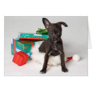 Hündchen-Weihnachtsgeschenk