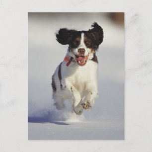 Hunde - 1 postkarte