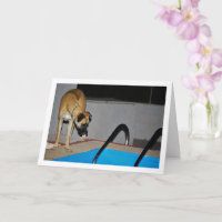 Hunde am Pool