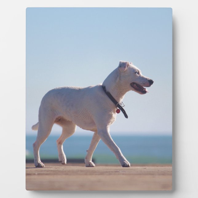Hunde am Strand Fotoplatte (Vorderseite)